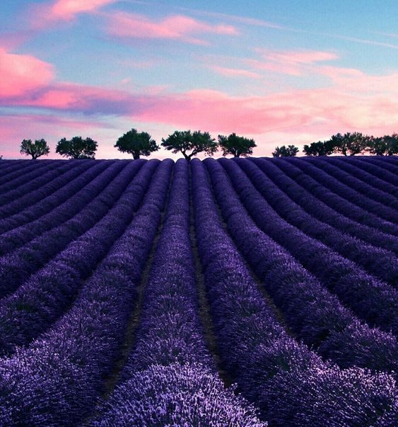 10 Magic Benefits of Lavender  Oil