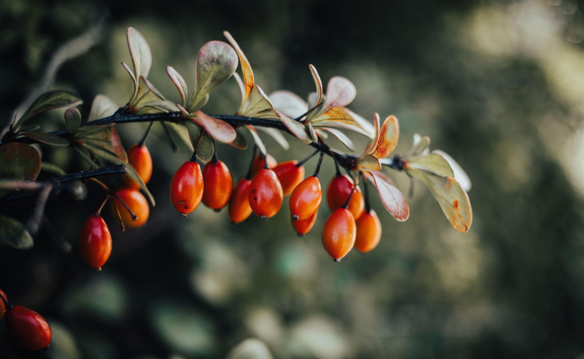 6 Reasons Rosehip Oil is Your New Obsession